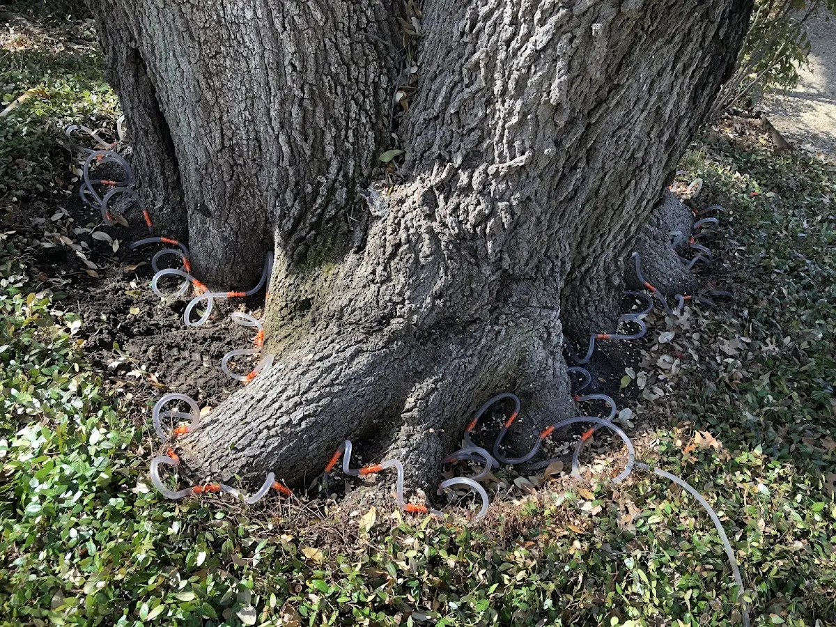 Detailed Tree Cabling and Bracing job site in Hooker