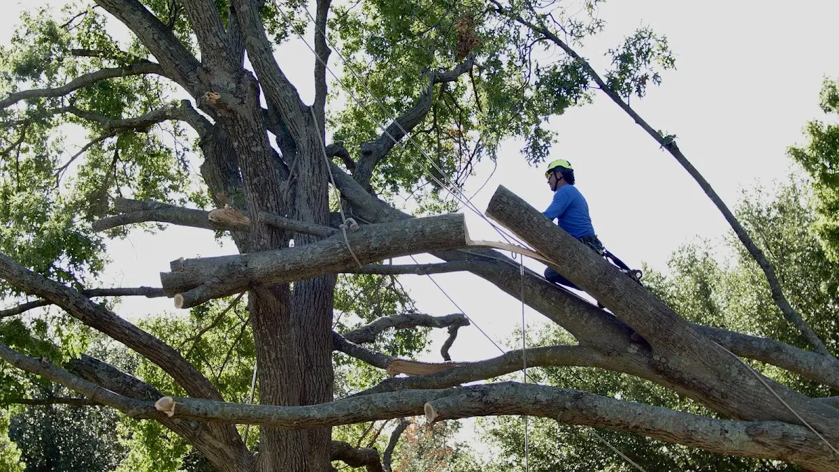 Professional Crown Thinning performed by certified arborists in Hooker